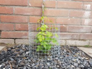 Hop plant rakau 21 april 2024